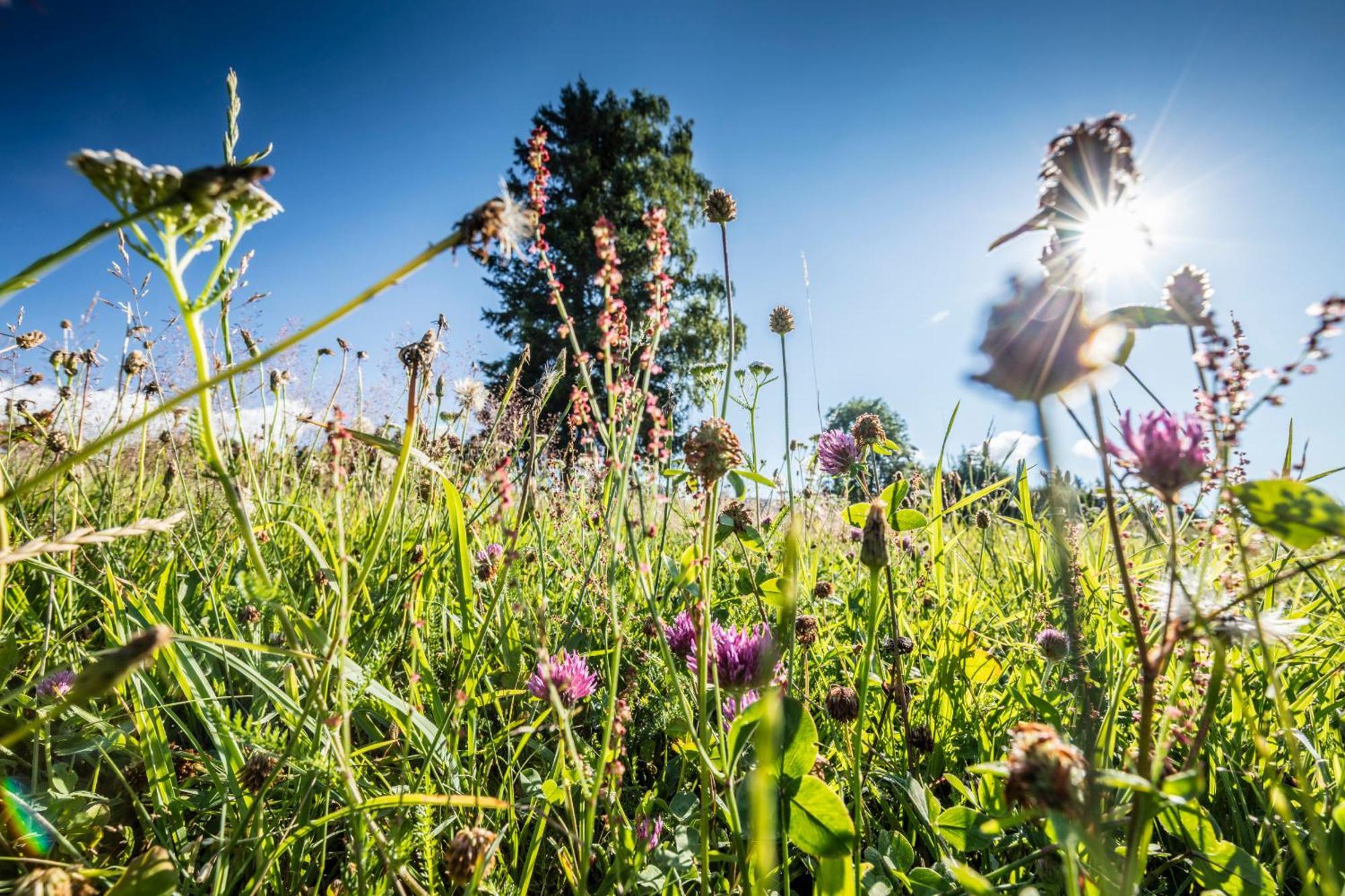 Ferienwohnung Seeblick Nr 5, 2 Zi-Baerental, Feldberg Rotwasser Esterno foto